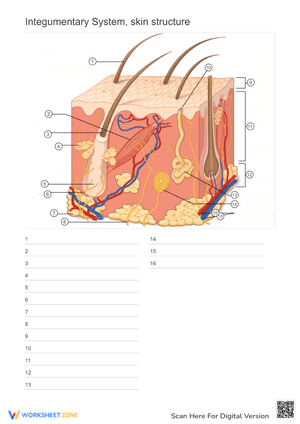 Integumentary System: Skin Structure Worksheet