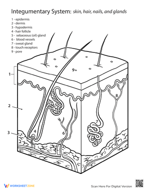 Anatomy: Exploring the Integumentary System