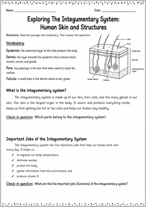 Printable Integumentary System Worksheet | Grade 6-7