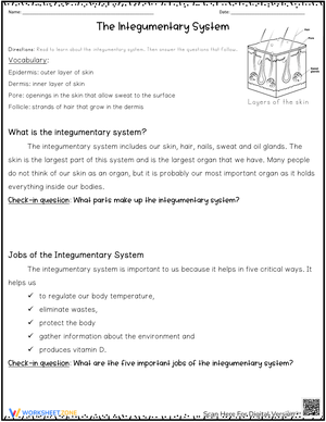 Exploring The Integumentary System: Human Skin and Structures