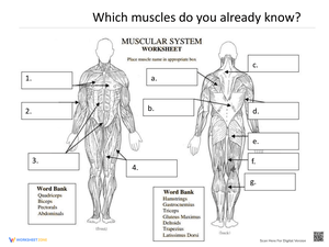 Muscular System Practice Worksheet