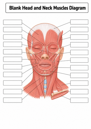 Grade 9-11 Head Muscles — Printable No-Prep Worksheet