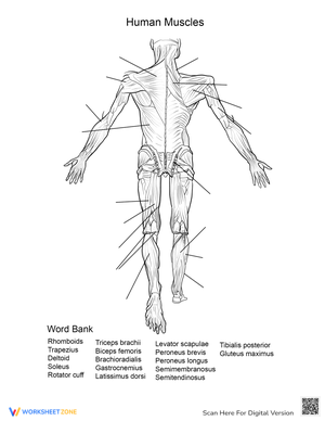 Human Muscles: Back View Anatomy Worksheet