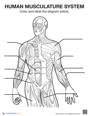 Human Musculature System Anatomy Study