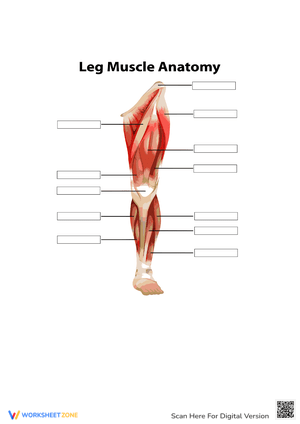 Detailed Leg Muscle Anatomy Worksheet