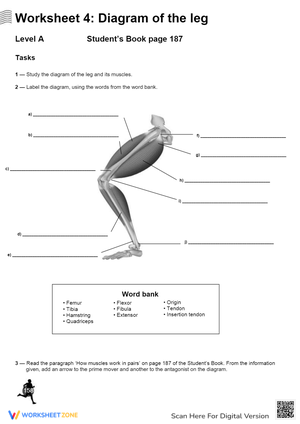 Anatomy of the Leg: Diagram Worksheet