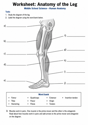Anatomy of the Leg Worksheet | Grade 6-8 Essential