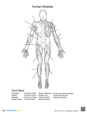 Human Muscles: Front View Anatomy