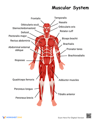 Muscular System Anatomy Worksheet