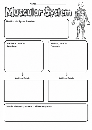 Muscular System Graphic Organizer | Grade 5 Essential