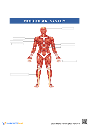 Grade 5 Muscular System Worksheets 2024