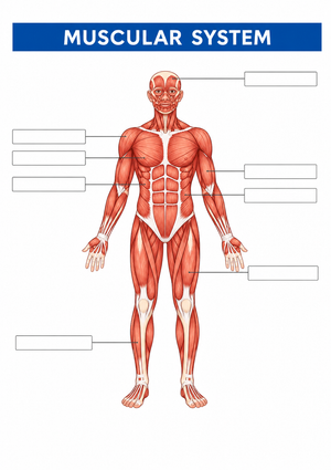 Printable Muscular System Diagram | Grade 5 Science