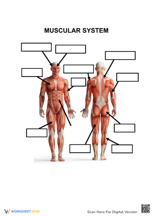 Label the Muscles Anatomy Worksheet