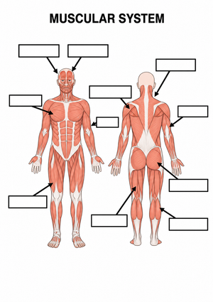 Essential Muscular System Labeling Worksheet | Grades 5-8