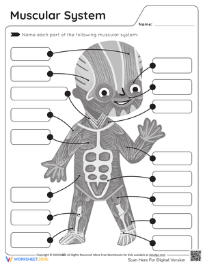 Exploring the Muscular System Anatomy