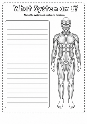 Muscular System Worksheet | Grade 5-8 Essential