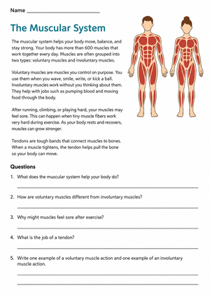 Grade 8 Muscular System — Printable No-Prep Worksheet