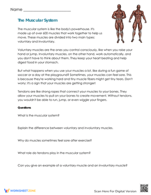 Grade 11 Muscular System Worksheets 2024