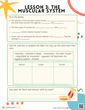 Muscular System Curriculum Worksheet