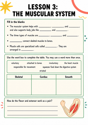 Muscular System Worksheet | Essential Grade 5-8 Science