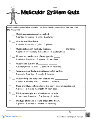 Muscular System Anatomy Quiz