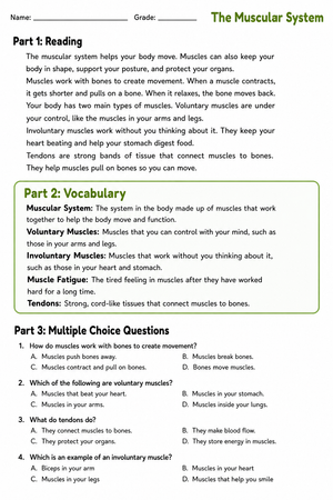 Essential Muscular System Anatomy Worksheet | Grade 8-11