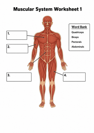 Printable Muscular System Worksheet | Grade 8 Science