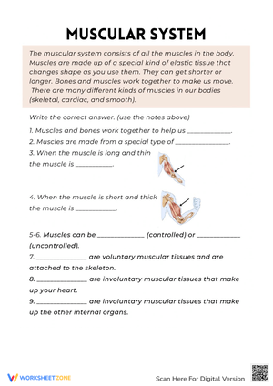 Muscular System Anatomy Practice