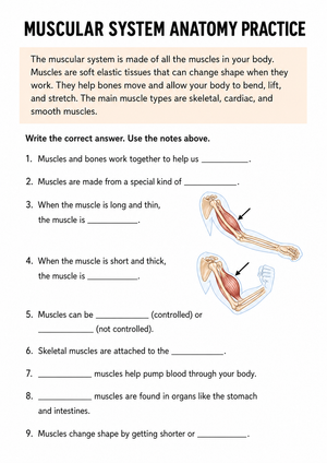 Muscular System Anatomy Practice | Essential Worksheet
