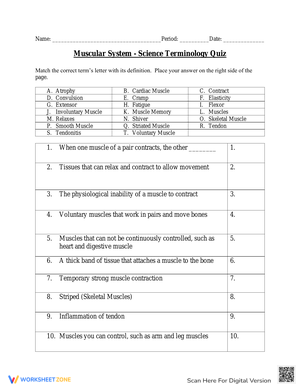 Muscular System Vocabulary Quiz