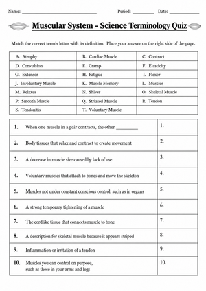 Grade 7 Muscular System — Printable No-Prep Worksheet