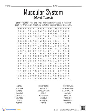Muscular System Word Search Fun
