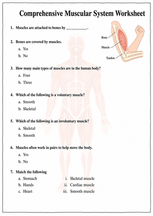 Grade 4 Muscular System — Printable No-Prep Worksheet