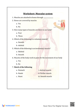 Comprehensive Muscular System Worksheet