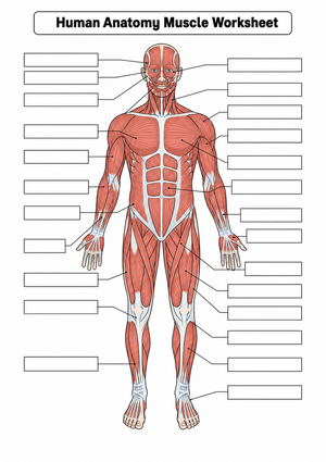 Essential Human Anatomy Muscle Worksheet | Grade 9-12