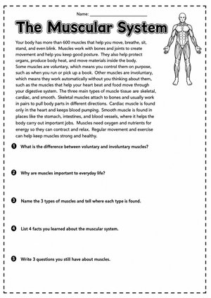 Grade 6 Muscular System — Printable No-Prep Worksheet