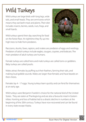 Thanksgiving Reading: Discover Wild Turkeys