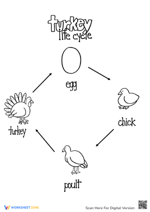 Learn about Turkey Life Cycle 2 - Theory