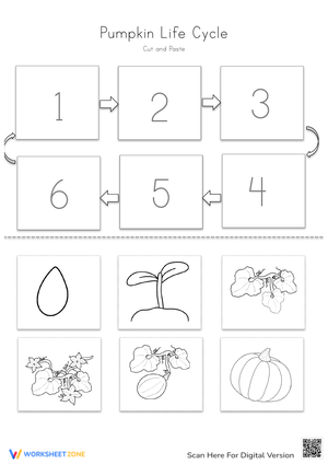 Pumpkin Life Cycle Worksheet | Grade 3 Essential