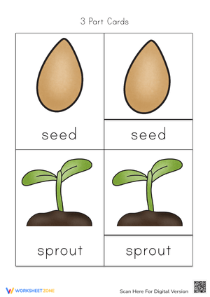 Printable Pumpkin Life Cycle Science Cards | Grade 3