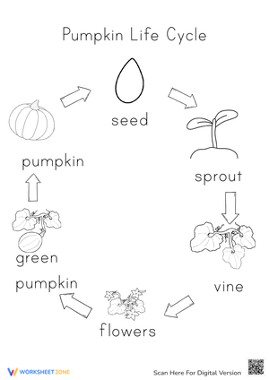 Learn about Pumpkin Life Cycle 2 - Theory