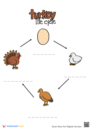 Turkey Life Cycle Worksheet | Grade 3 Printable