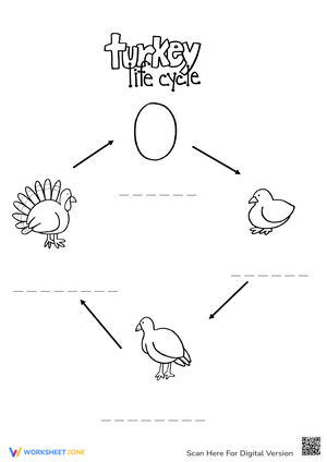 Turkey Life Cycle Worksheet | Essential Grade 3-5 Science