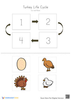 Turkey Life Cycle Cut and Paste Activity