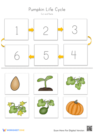 Pumpkin Life Cycle Worksheet | Grade 3 Printable