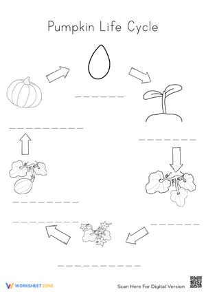 Pumpkin Life Cycle Worksheet | Grade 3 Essential