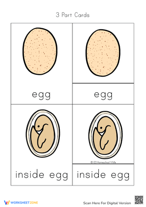 Turkey Life Cycle Science Cards | Grade 3 Essential