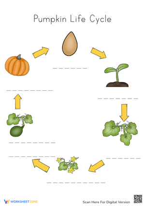 Pumpkin Life Cycle Worksheet | Grade 3 Printable