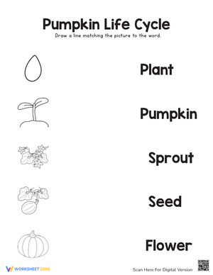 Pumpkin Life Cycle Worksheet | Essential Grade 3 Science