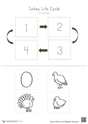 Turkey Life Cycle Cut and Paste Activity Worksheet